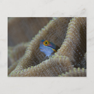 Schleimfisch (Blenniidae) steckt seinen Kopf herau Postkarte