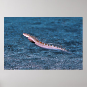 Schlender Dragonet Poster