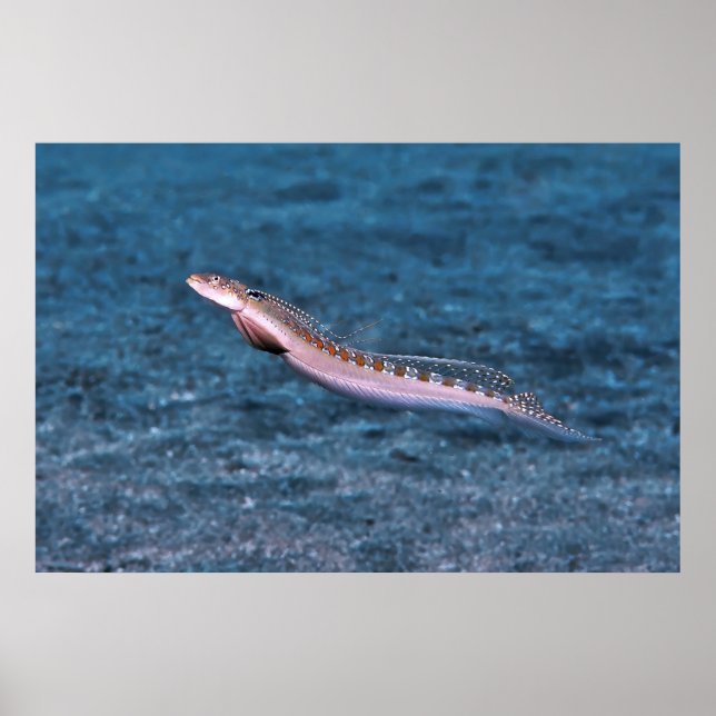 Schlender Dragonet Poster (Vorne)