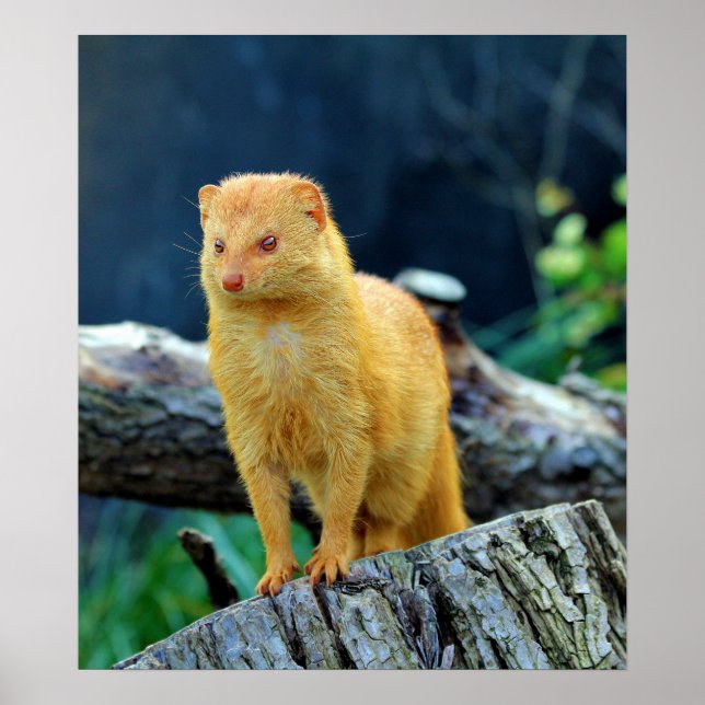 Schlender Mongoose Galerella Sanguinea Poster (Vorne)