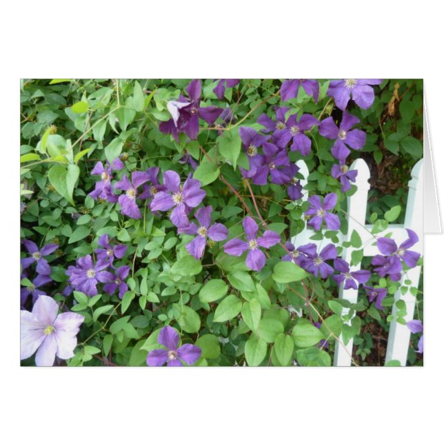 Schleppende Rebe (Vorderseite (Horizontal))