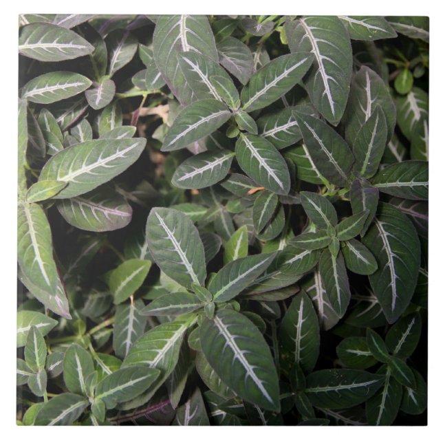 Schleppende Samt-Pflanzen-Fliese Fliese (Vorderseite)