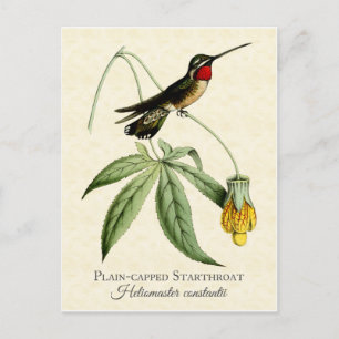 Schlicht Capped Starthroat Hummingbird Vintage Kun Postkarte