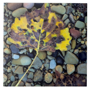 schlichte Überschwemmung von Baumwollenholz Fliese