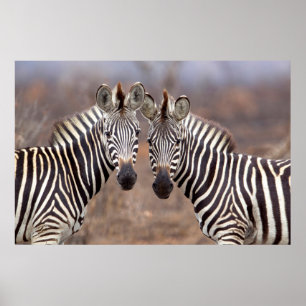 Schlichte Zebras, Krüger Nationalpark Poster