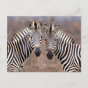 Schlichte Zebras, Krüger Nationalpark Postkarte