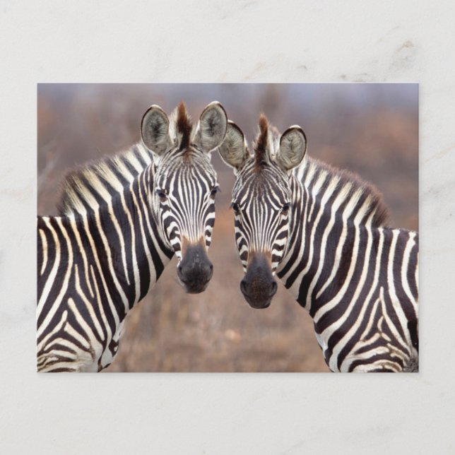 Schlichte Zebras, Krüger Nationalpark Postkarte (Vorderseite)