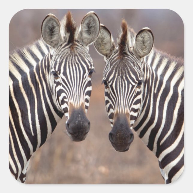 Schlichte Zebras, Krüger Nationalpark Quadratischer Aufkleber (Vorderseite)