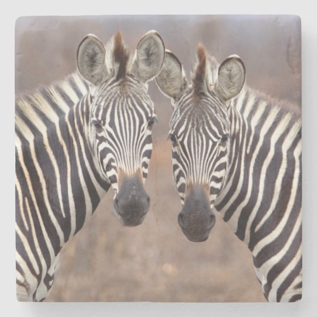 Schlichte Zebras, Krüger Nationalpark Steinuntersetzer (Vorderseite)
