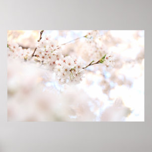 SCHLIESSENDE FOTOGRAFIE WEISSE CHERRY BLOSSOME POSTER