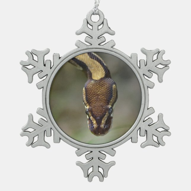 Schließkugel Python Postcard Schneeflocken Zinn-Ornament (Vorderseite)