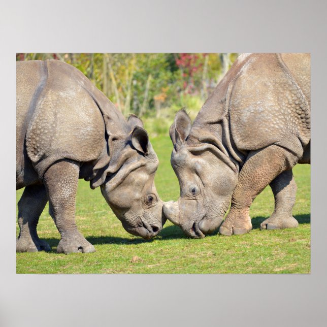 Schließt zwei indische Rhinozeros Poster (Vorne)