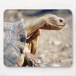 Schließung afrikanischer Schildkröten Mousepad