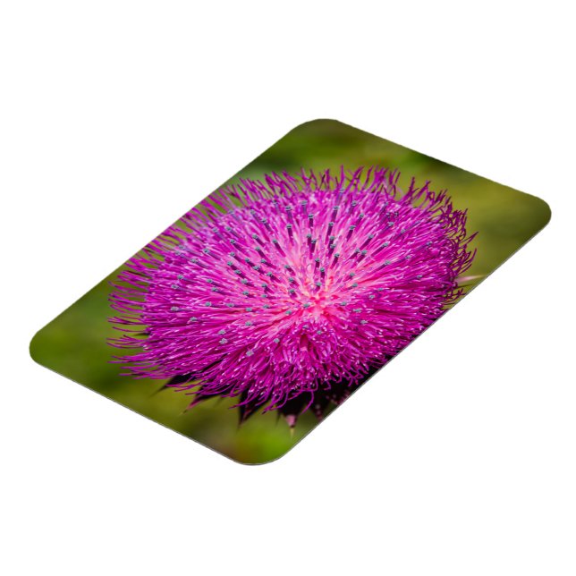 Schließung der Milchdistel Magnet (Linke Seite)