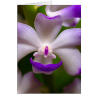 Schließung der Orchid-Blume