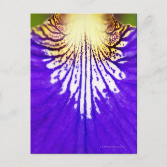 Schließung der Wildblume, Blue Flag Iris (Iris) Postkarte (Vorderseite)