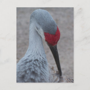 Schließung des Gesichts eines Sand Hill Crane Postkarte