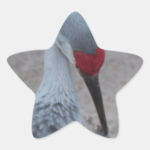 Schließung des Gesichts eines Sand Hill Crane Stern-Aufkleber
