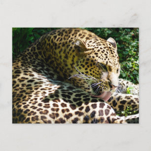 Schließung des Javanerleoparden, der sich die Haar Feiertagspostkarte