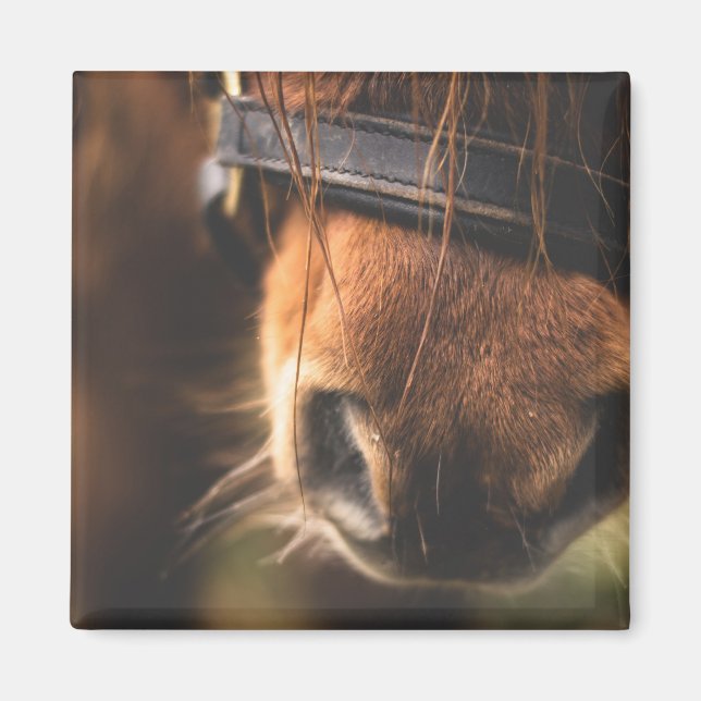 Schließung einer Niedlichen braunen Pferdedose Magnet (Vorne)