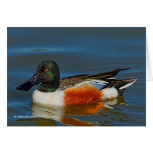Schließung einer schönen Northern Shoveler Duck