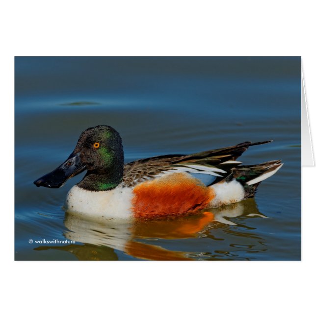 Schließung einer schönen Northern Shoveler Duck (Vorderseite (Horizontal))