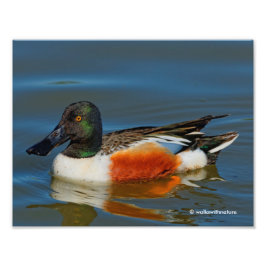 Schließung einer schönen Northern Shoveler Duck Fotodruck