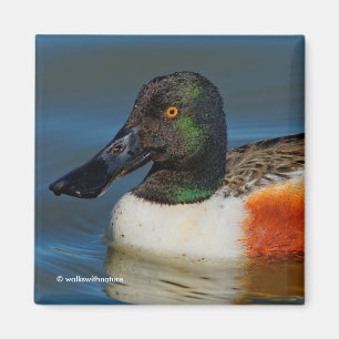 Schließung einer schönen Northern Shoveler Duck Magnet