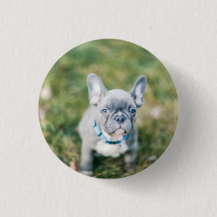 Schließung eines französischen Bulldog Button