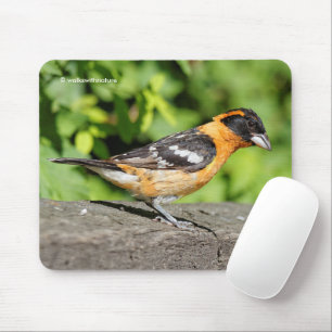 Schließung eines schwarzen Grosbeak-Songbird Mousepad