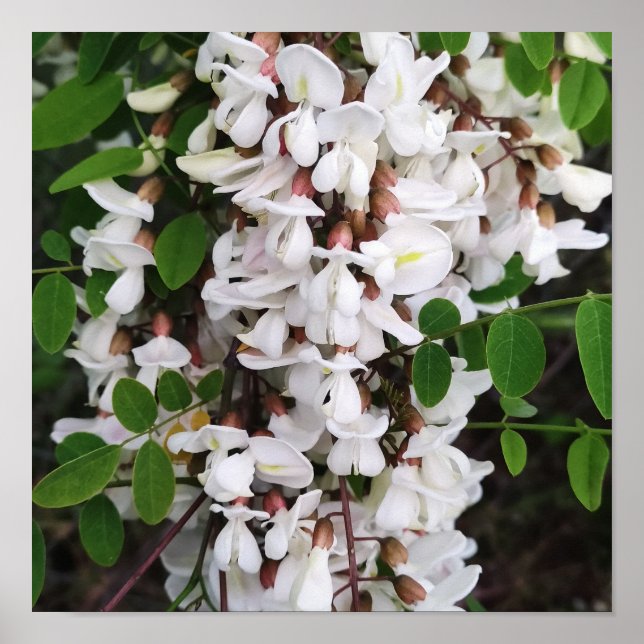 Schließung von Akazien-Blume Poster (Vorne)