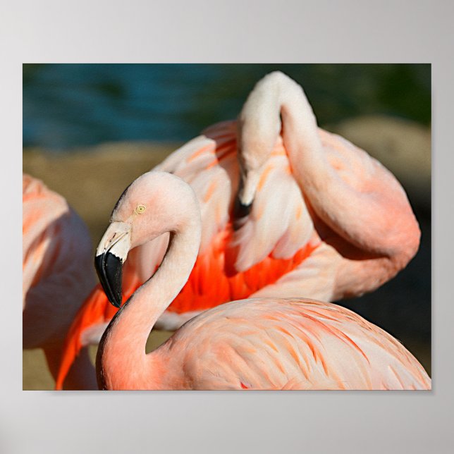Schließung von Flamingos des Chilen Poster (Vorne)