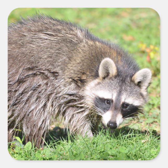 Schließung von Raccoon Quadratischer Aufkleber (Vorderseite)