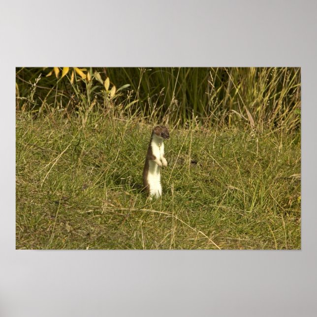 Schliff, Kurz Poster (Vorne)