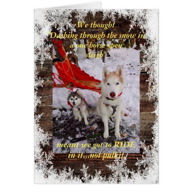 Schlittenfahrt Husky (Vorne)