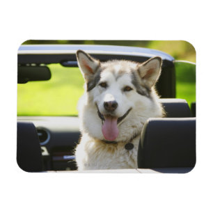 Schlittenhund auf einer Fahrt Magnet
