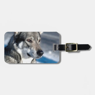 Schlittenhund im Schnee-Gepäckanhänger Gepäckanhänger