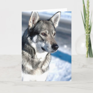 Schlittenhund in der Schnee-Gruß-Karte Karte