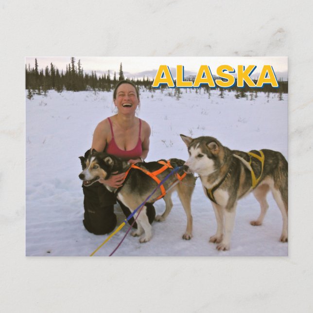 Schlittenhunde in Alaska Postkarte (Vorderseite)