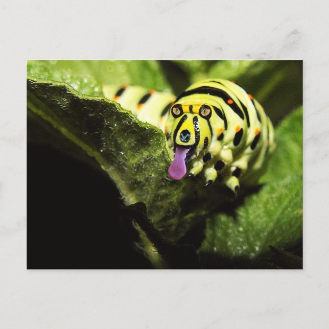 Schlobber Postkarte (Vorderseite)