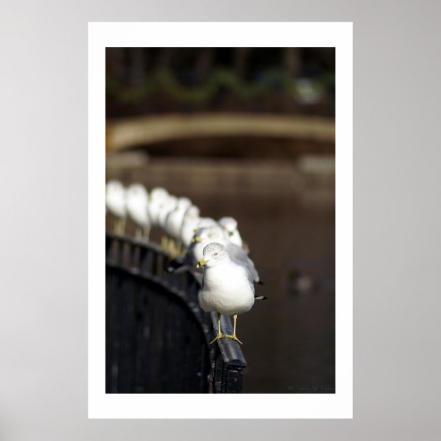 Schluchten in Reihe Poster (Vorne)