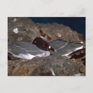 Schlucken auf Felsen Postkarte