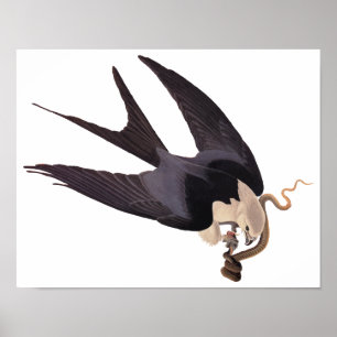 Schlucken Sie den Schwanz Hawk mit Snake Vintag Au Poster