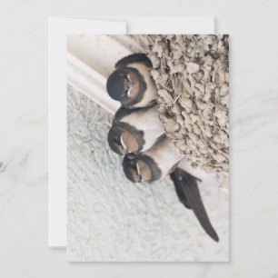 Schlucken Sie die Nestlein im Nest Einladung