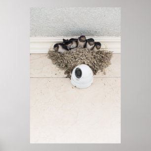 Schlucken Sie die Nestlein im Nest Poster