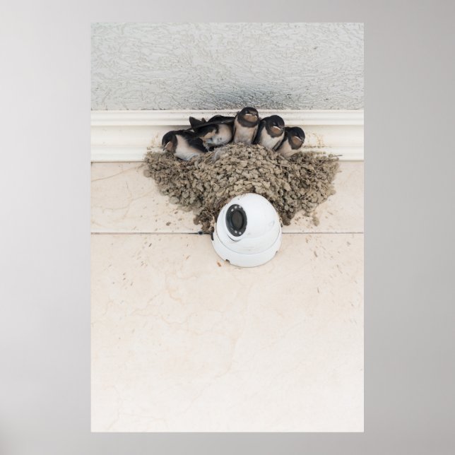 Schlucken Sie die Nestlein im Nest Poster (Vorne)