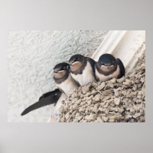 Schlucken Sie die Nestlein im Nest Poster