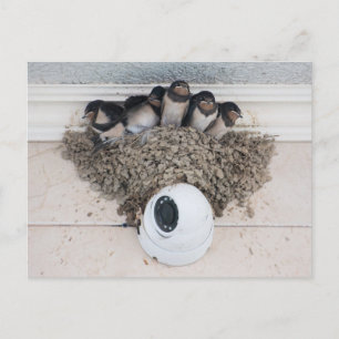 Schlucken Sie die Nestlein im Nest Postkarte