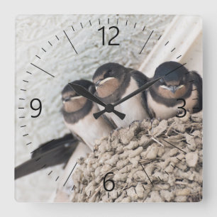 Schlucken Sie die Nestlein im Nest Quadratische Wanduhr