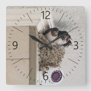 Schlucken Sie die Nestlein im Nest Quadratische Wanduhr